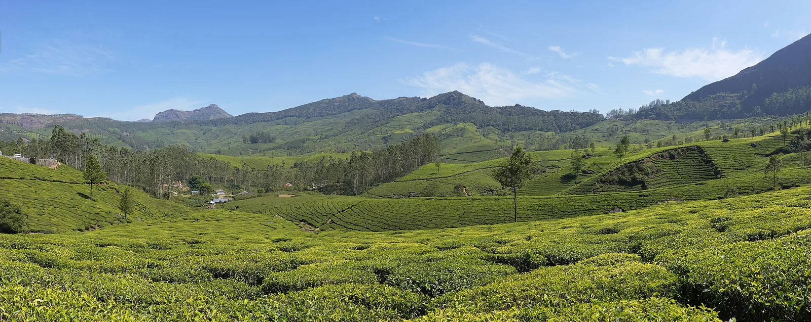 Munnar taxi and cab service for every mountain bend. in Munnar, Kerala
