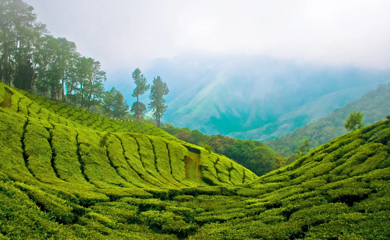 A stay that fits the way you travel. in Munnar, Kerala